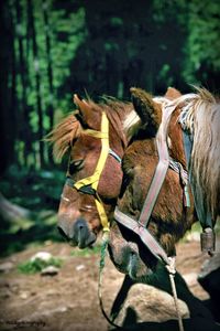 Close-up of horse on field