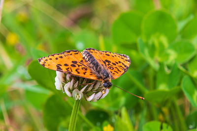 Close-up of butterfly pollinating on flower