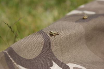 High angle view of insect on leaf