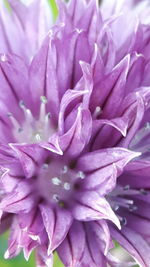 Full frame shot of purple flower