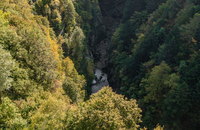 High angle view of river amidst trees in forest