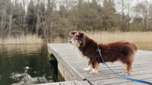 Horse standing in a lake