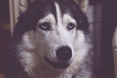 Close-up portrait of dog