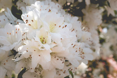 Close-up of white cherry blossom tree