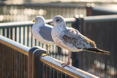 Seagull perched and watching you on a vibrant sunny day of winter