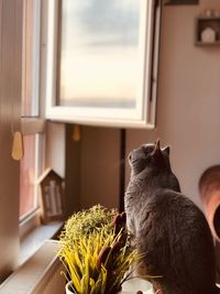 Close-up of a cat looking away at home