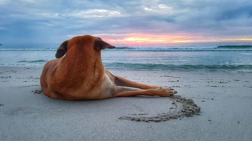 Dog lying on the beach