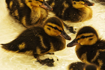 Close-up of a ducks in a water