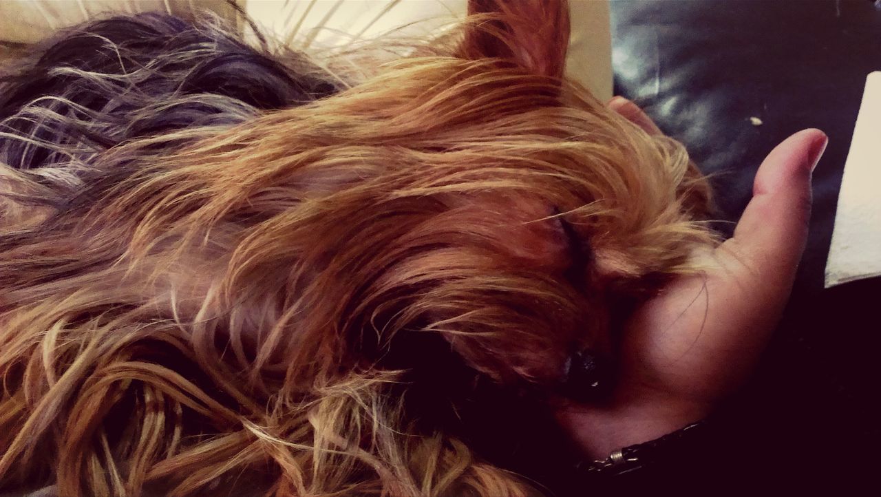 domestic animals, indoors, animal themes, one animal, mammal, part of, animal hair, pets, close-up, dog, human hair, cropped, person, animal body part, animal head, relaxation, long hair