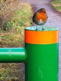 Bird on green leaf