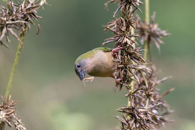 Close-up of bird perching on plant