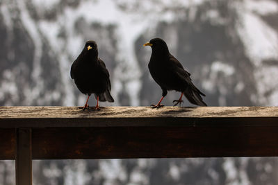 Close-up of birds perching on railing