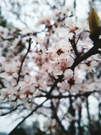 Low angle view of cherry blossoms in spring