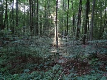 Trees in forest