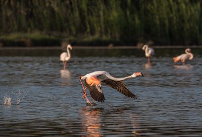 Flamingo flying over lake