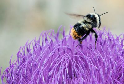 Close-up of bee on purple flower