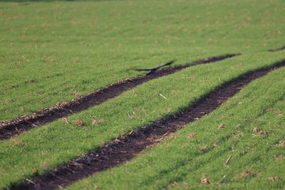 High angle view of grassy field