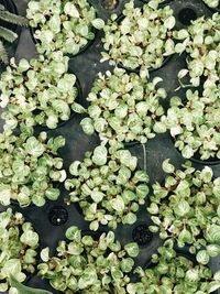 High angle view of flowering plants in water