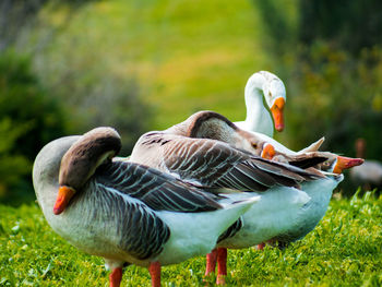 View of birds on field