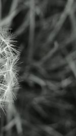 Close-up of plant against blurred background