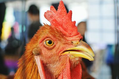 Close-up of rooster