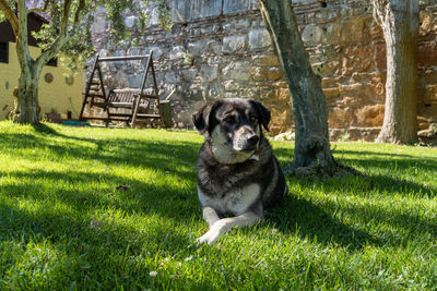 Portrait of puppy sitting on grass