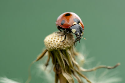 Close-up of ladybug on dandelion