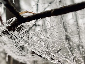 Close-up of frozen plant