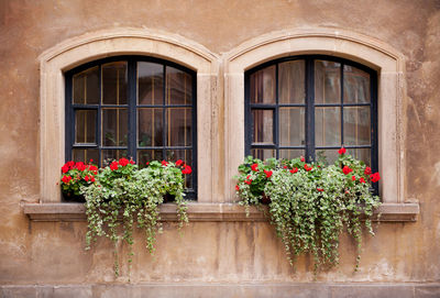 Flowers growing on window boxes