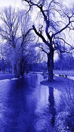 Bare trees on snow covered landscape