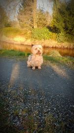 Portrait of dog on grass