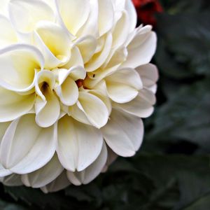 Close-up of white flowers