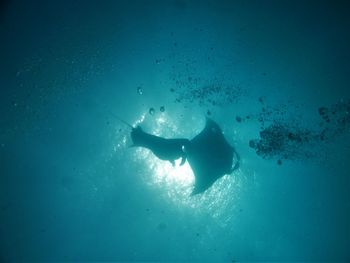 Low angle view of fishes swimming in sea