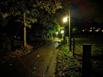 Illuminated trees at night