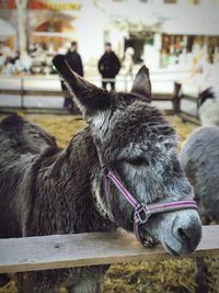 A cute donkey 