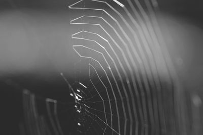 Close-up of spider web