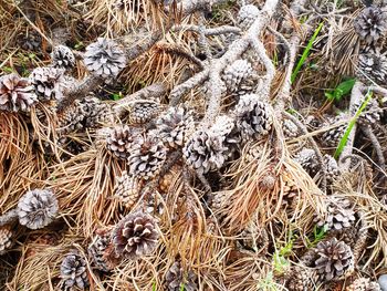 High angle view of dried plant on field