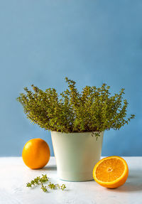 Orange thyme or thymus citriodorus plant in light blue vase with oranges