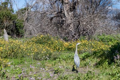 View of a bird on field