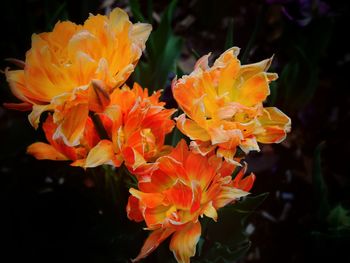 Close-up of yellow flower blooming outdoors