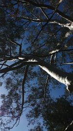 Low angle view of trees against sky