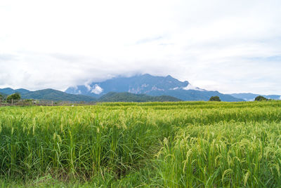 Scenic view of rice paddy against mountains