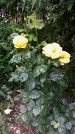Close-up of yellow flowers