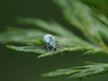 Close-up of insect on leaf