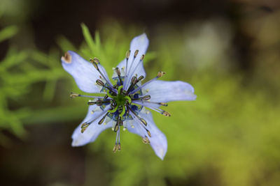 Black cumin, close up picture of flower head