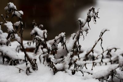Close-up of snow during winter