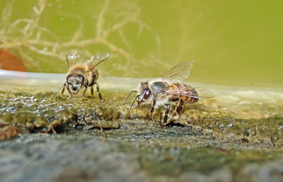 Close-up of bee drinking