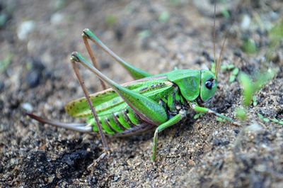 Close-up of grasshopper on rock