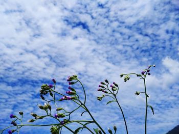 Low angle view of flowering plants against blue sky