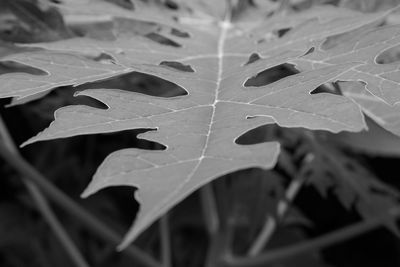 Close-up of autumn leaves